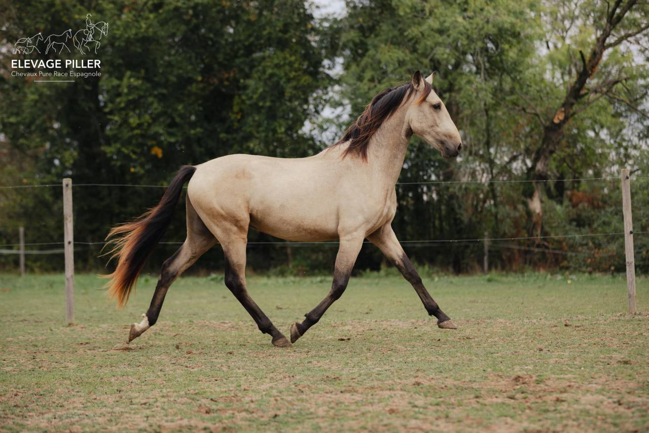 Poulain Pure Race Espagnole pp - 2 ans - Isabelle