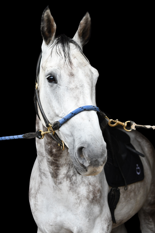 VENDS CHEVAL D'ECOLE KWPN 11 ANS 
