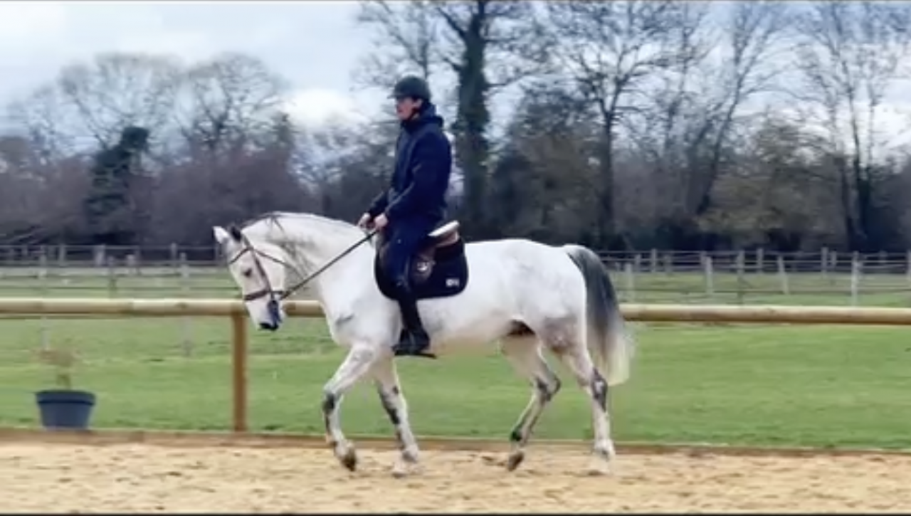 VENDS CHEVAL D'ECOLE KWPN 11 ANS 