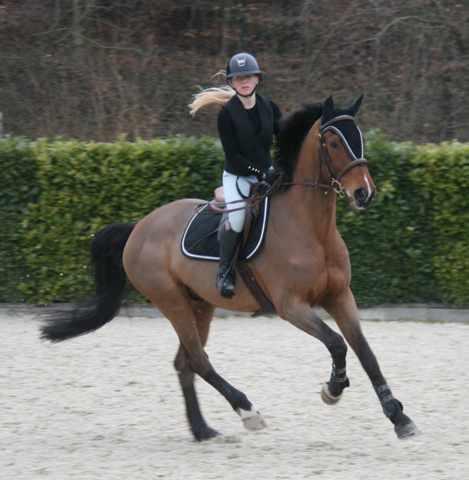 Hongre CSO de 9 ans pour cavalier ambitieux