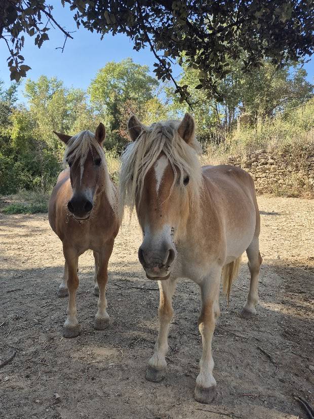Alina et Isalyne: Une paire parfaite d'Haflinger