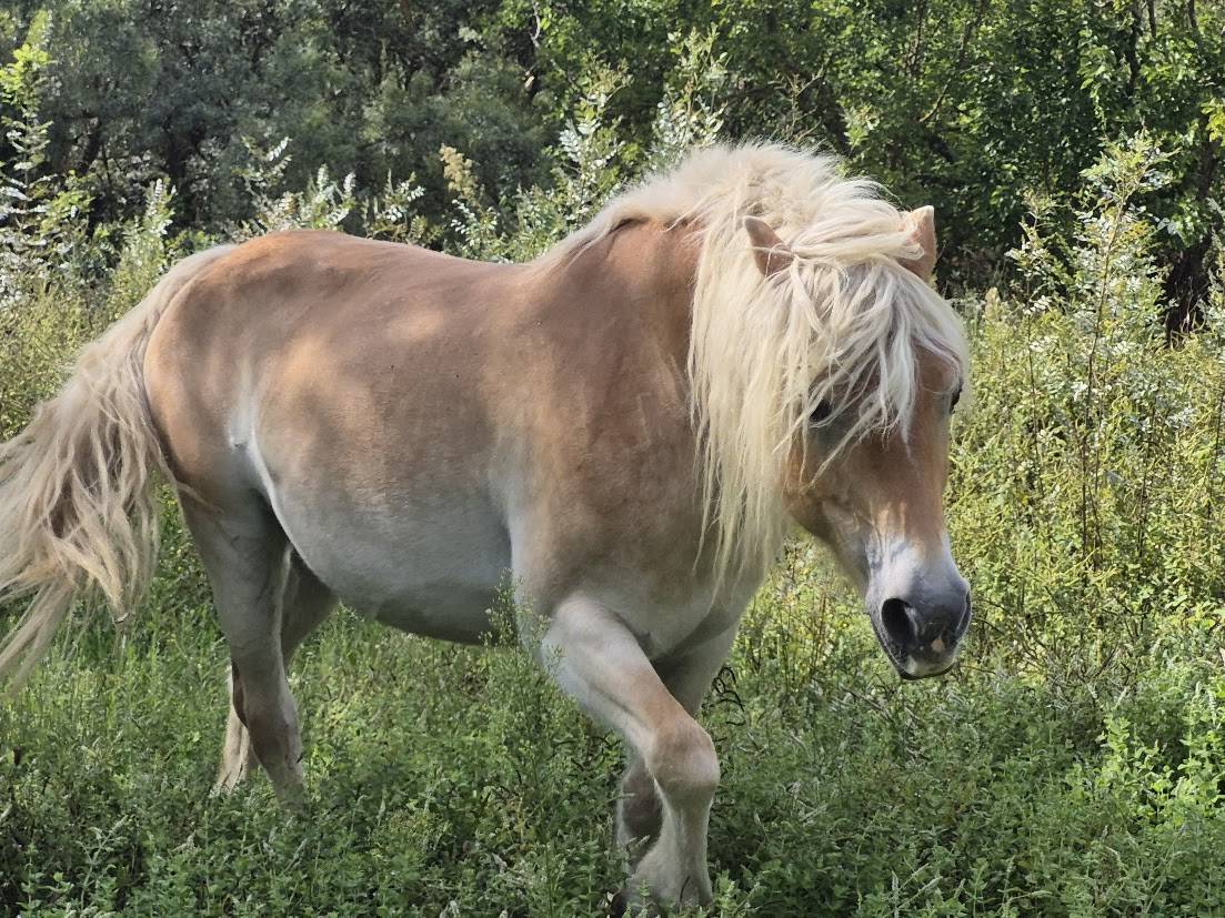 Alina et Isalyne: Une paire parfaite d'Haflinger