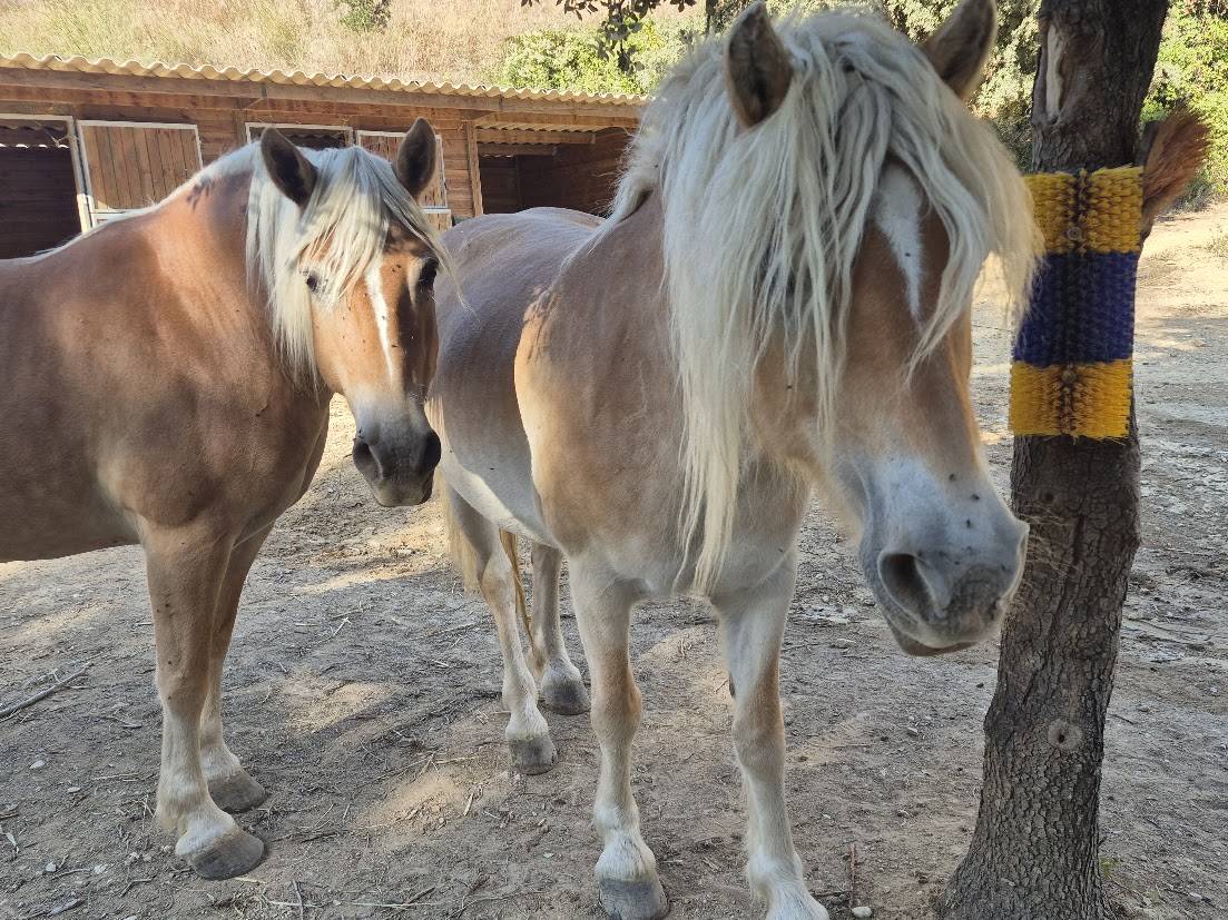 Alina et Isalyne: Une paire parfaite d'Haflinger