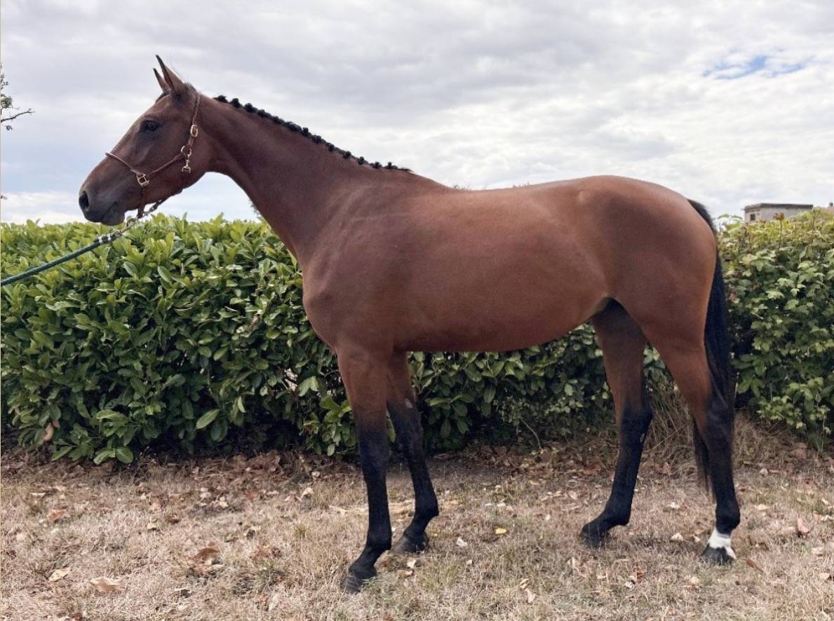 &Agrave; VENDRE &ndash; NATIVE Selle fran&ccedil;ais Jument 
