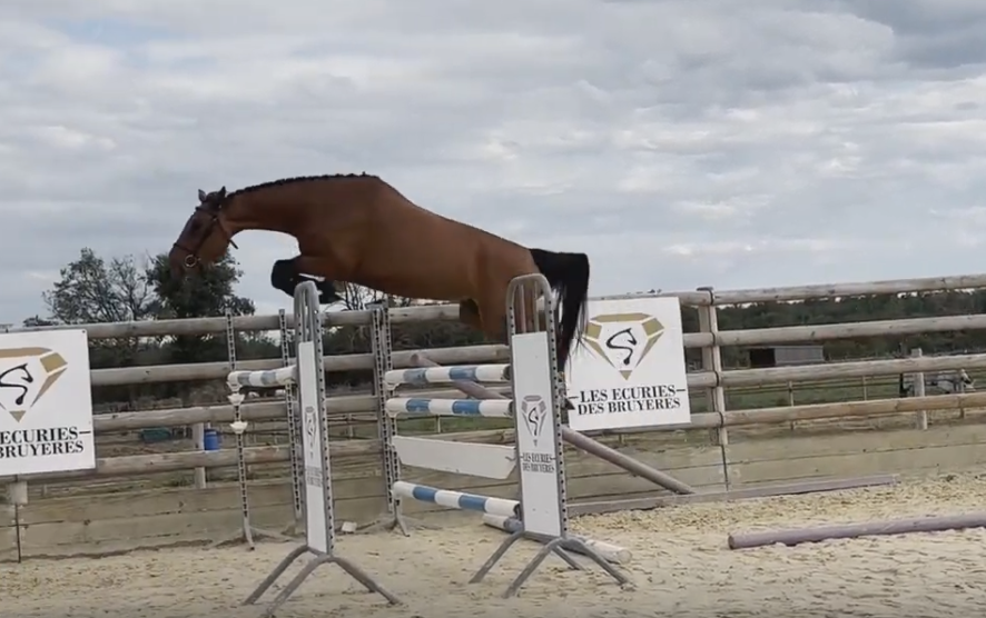 &Agrave; VENDRE &ndash; NATIVE Selle fran&ccedil;ais Jument 