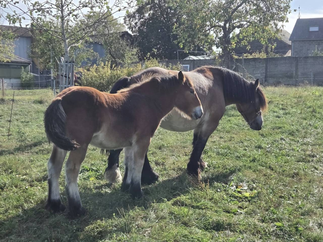 2 pouliches Trait Ardennais