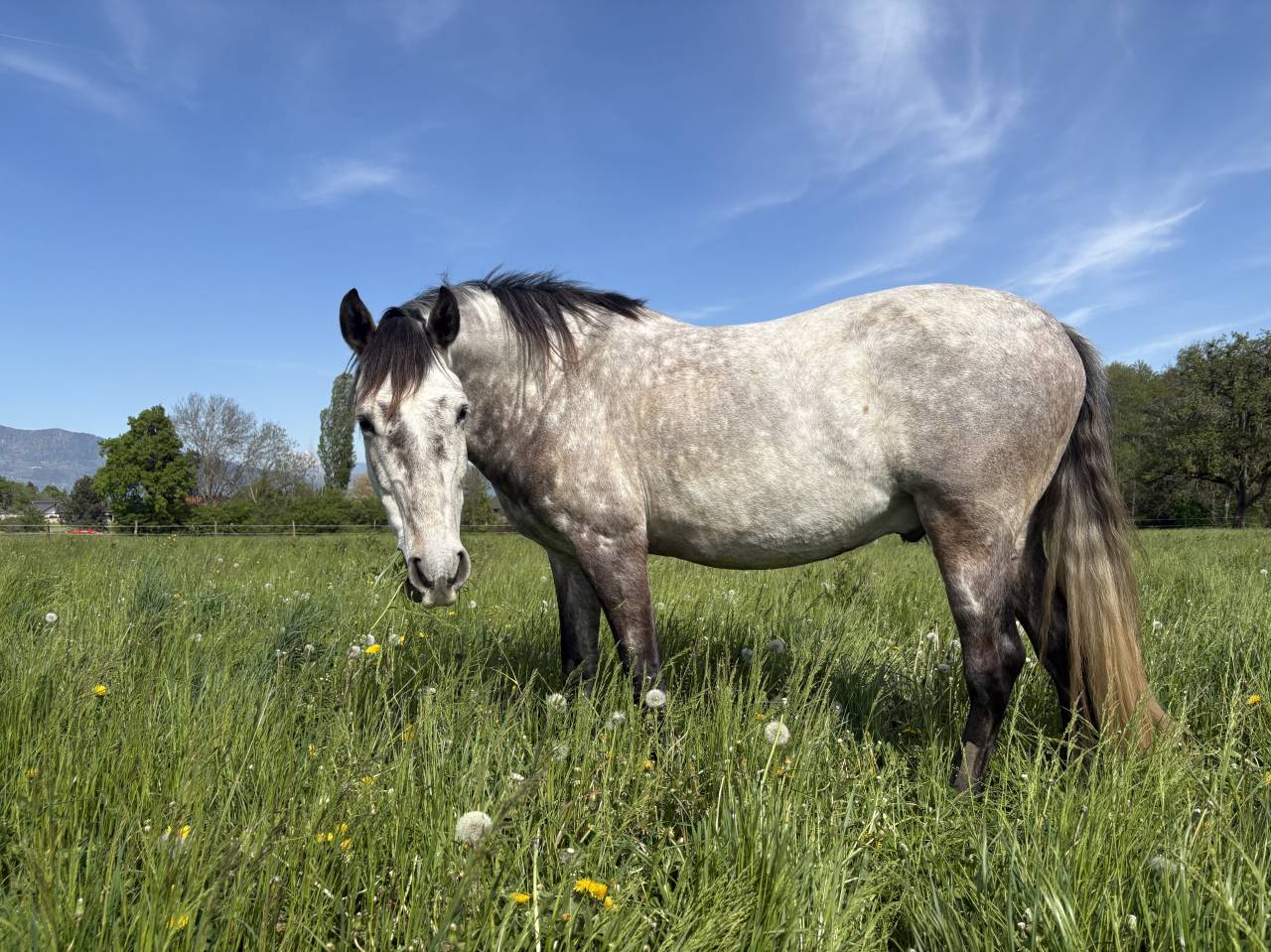 Cheval PRE &agrave; vendre 