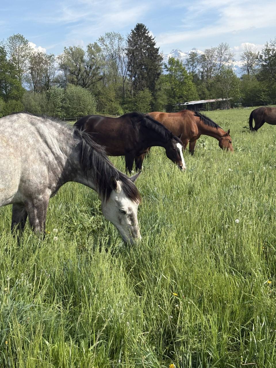 Cheval PRE &agrave; vendre 