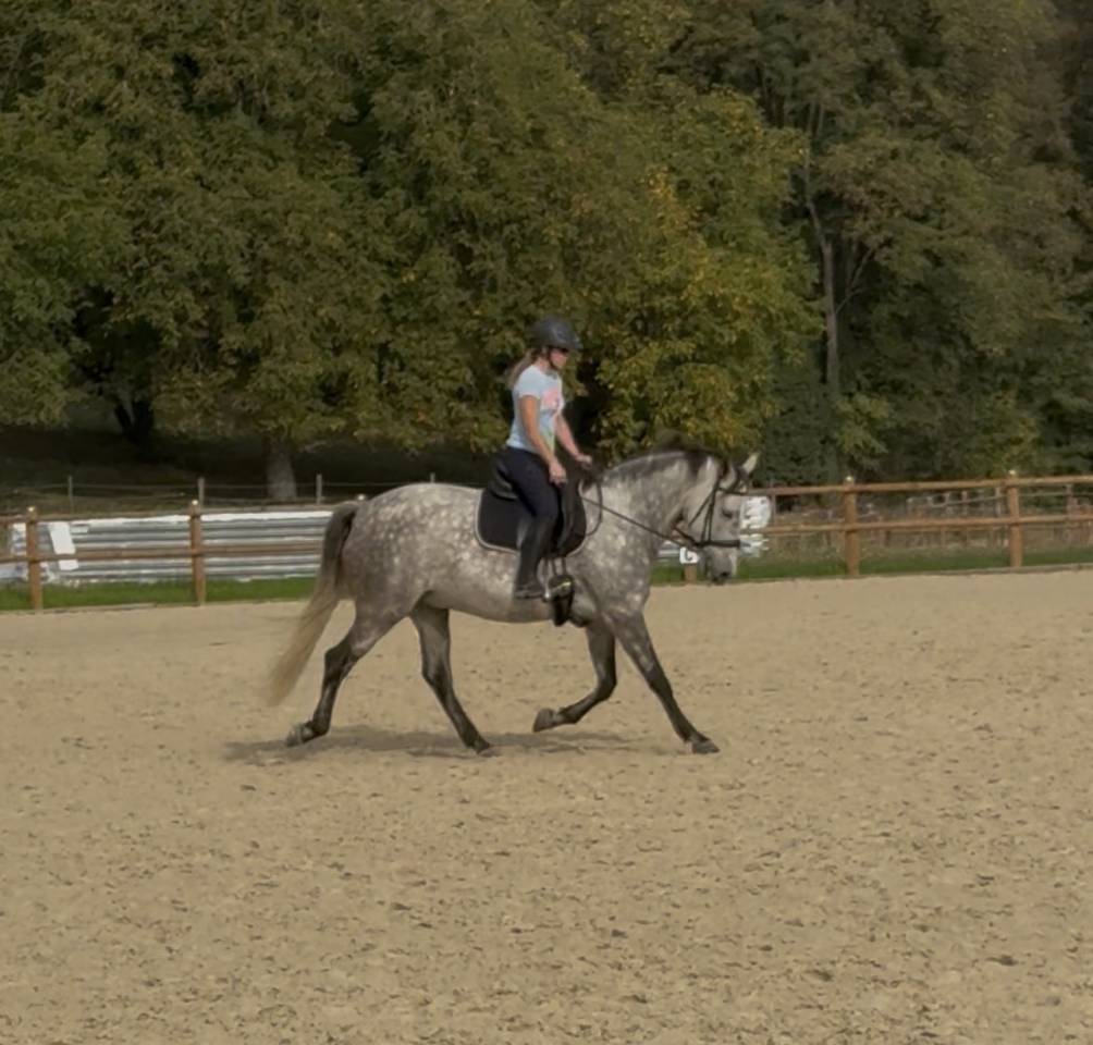 Cheval PRE &agrave; vendre 