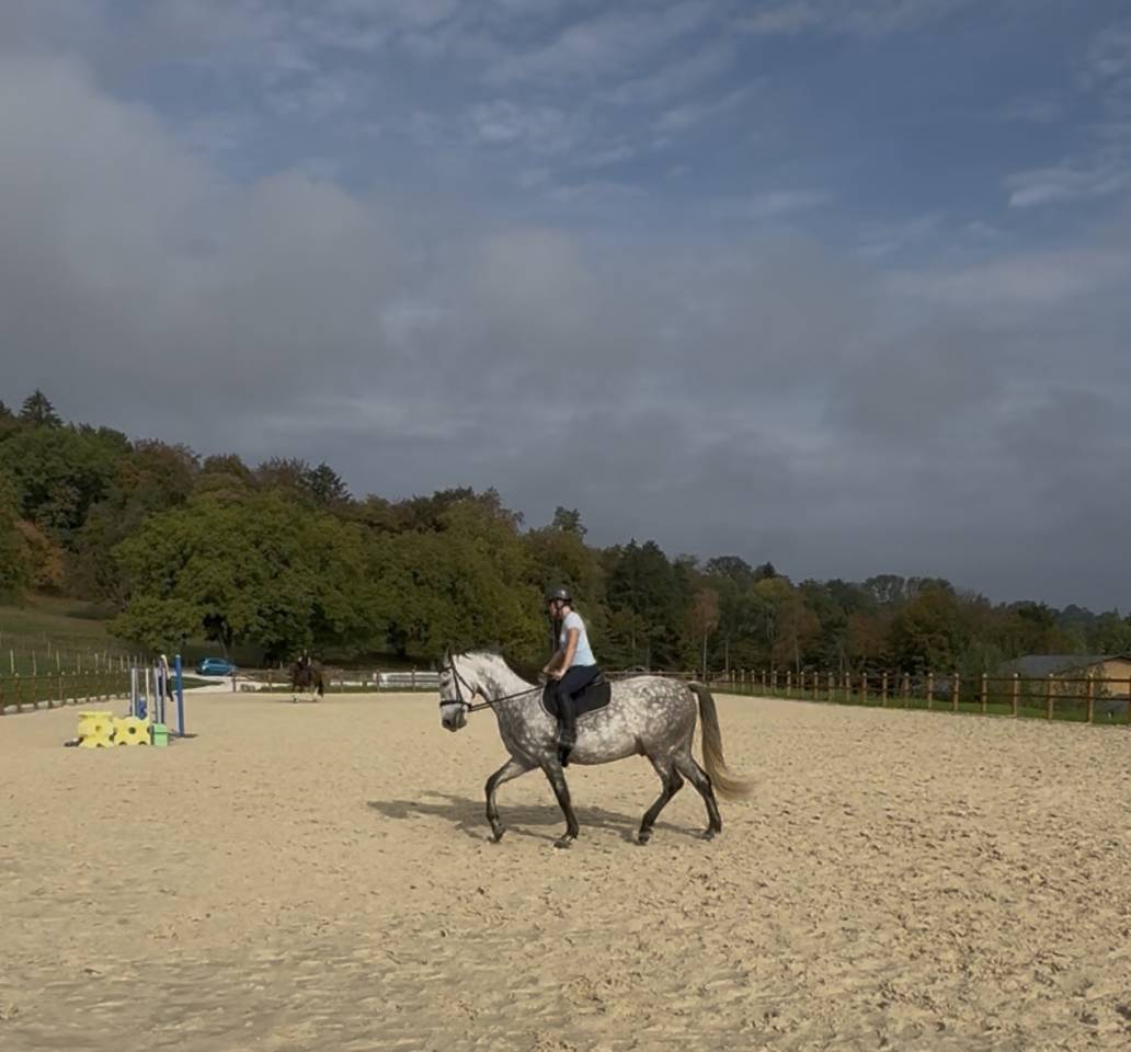 Cheval PRE &agrave; vendre 