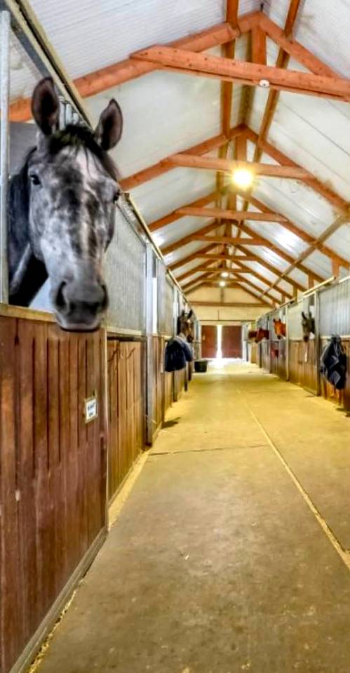 &Eacute;curie de galop cl&eacute; en main &ndash; 38 boxes &ndash; Lamorlaye / Chantilly
