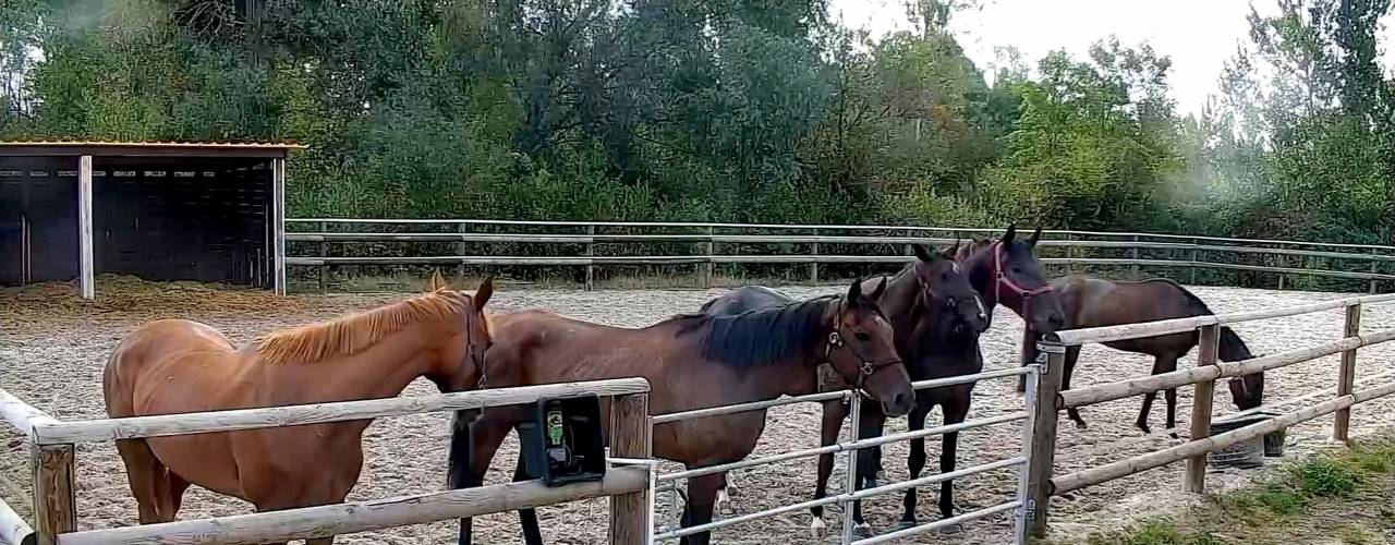 &Eacute;curie de galop cl&eacute; en main &ndash; 38 boxes &ndash; Lamorlaye / Chantilly