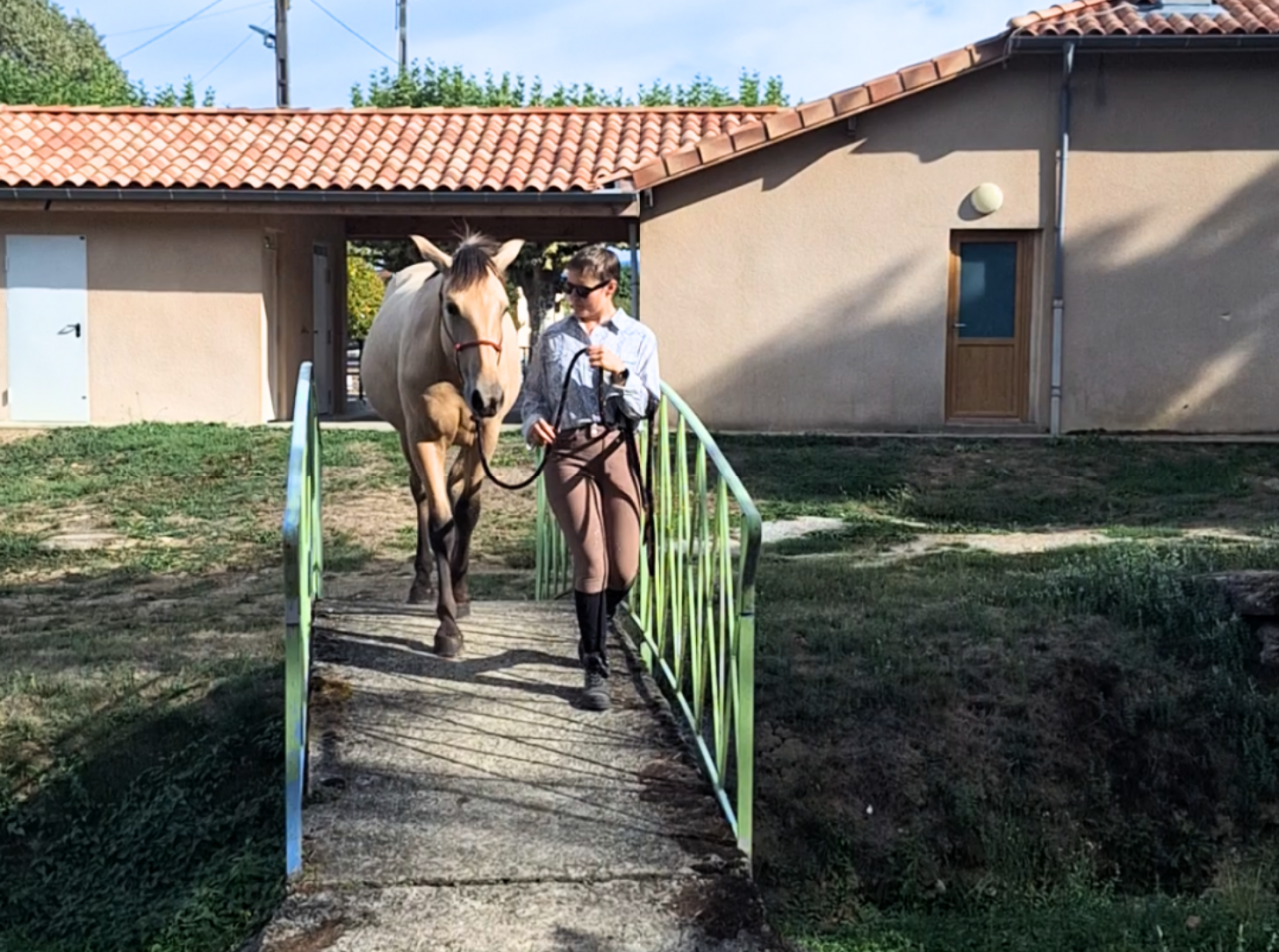 Ebra, jeune PRE d&eacute;j&agrave; sereine en ext&eacute;rieur