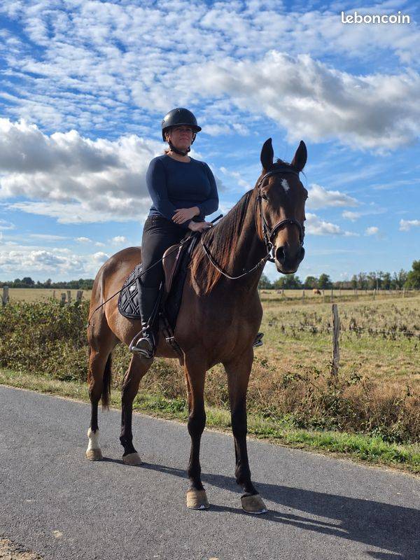 Cheval de plaisir et de loisir
