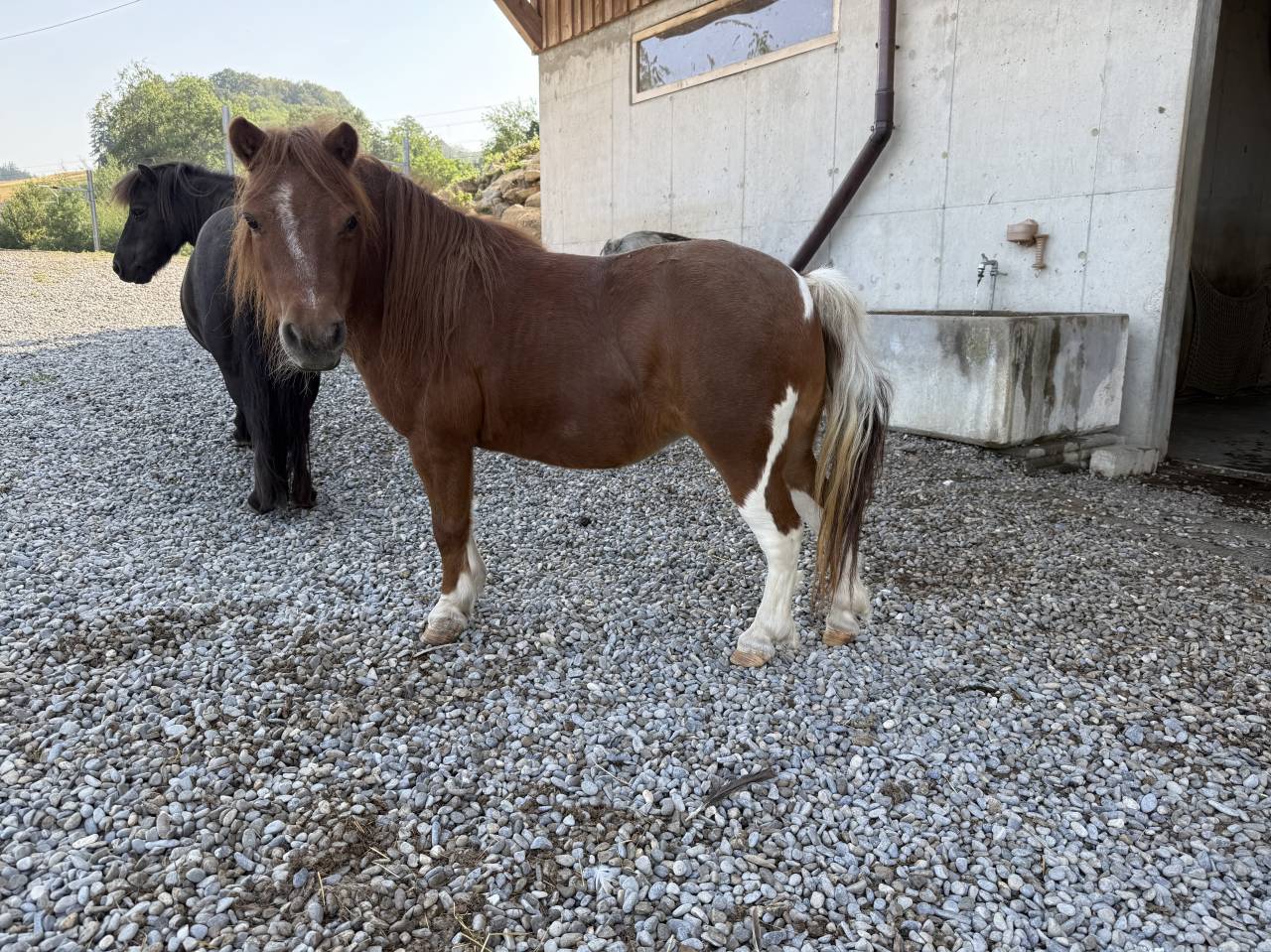 Colinette &ndash; Ponette Shetland cherche une famille active