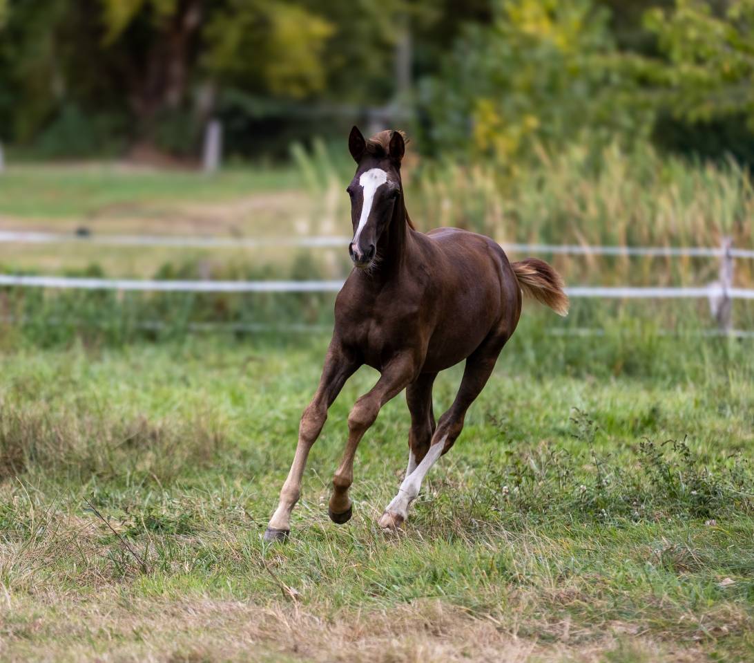 Poulain par Candy de Nantuel x Kannan
