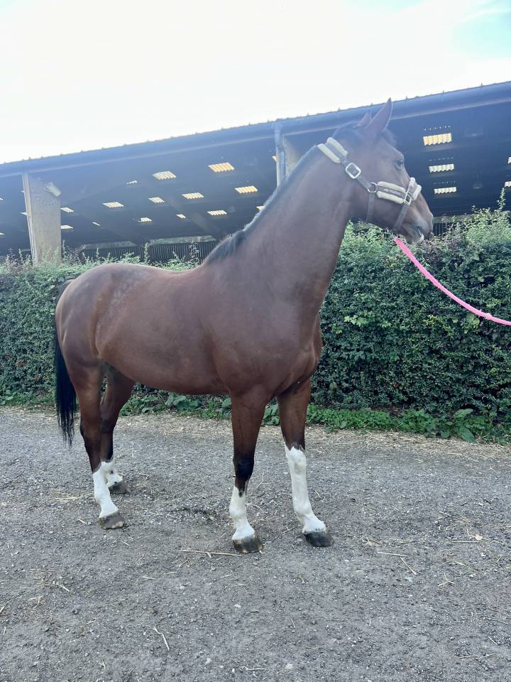 Hongre 7 ans CSO