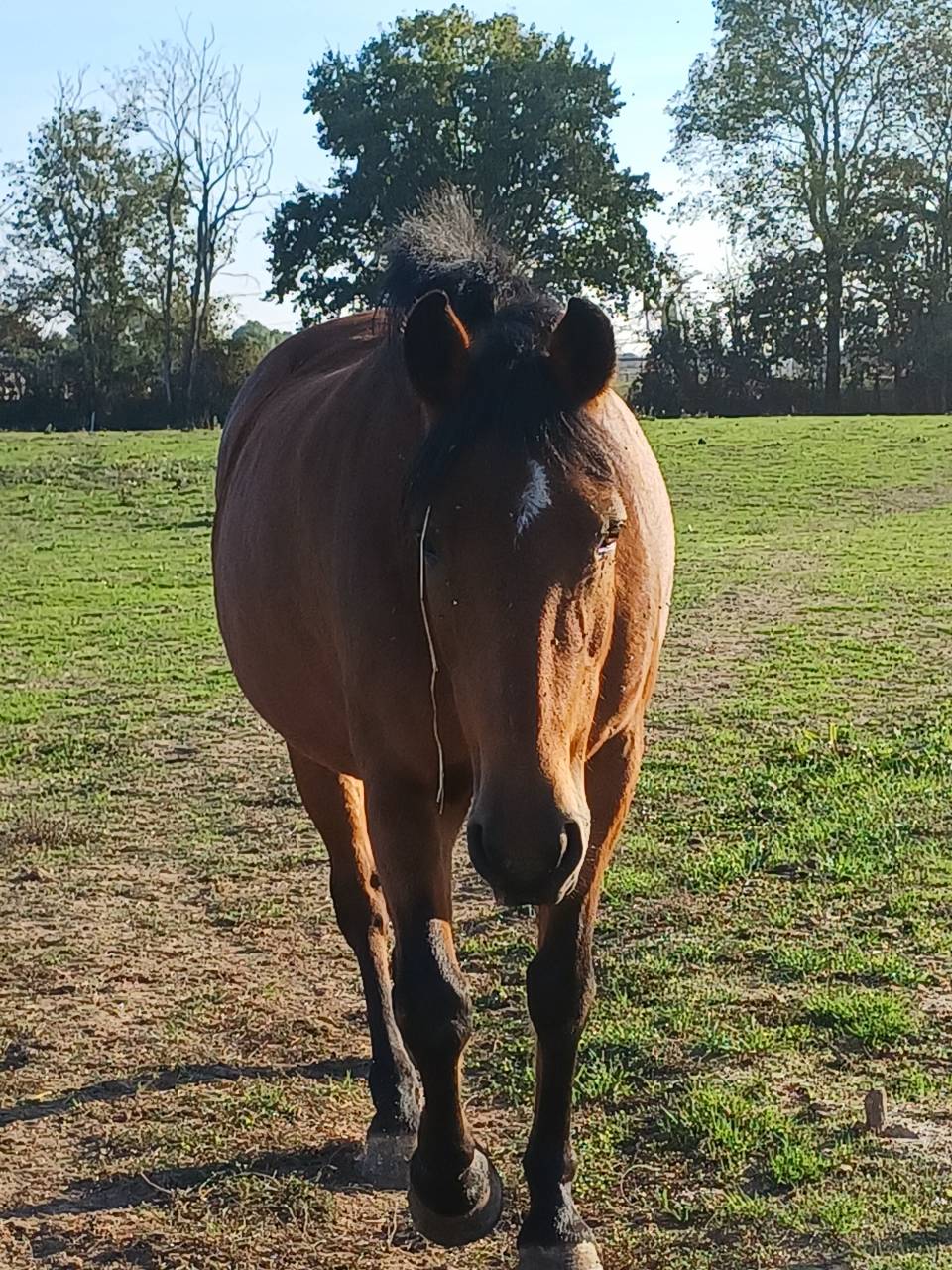 Vends ponette de concours new forest