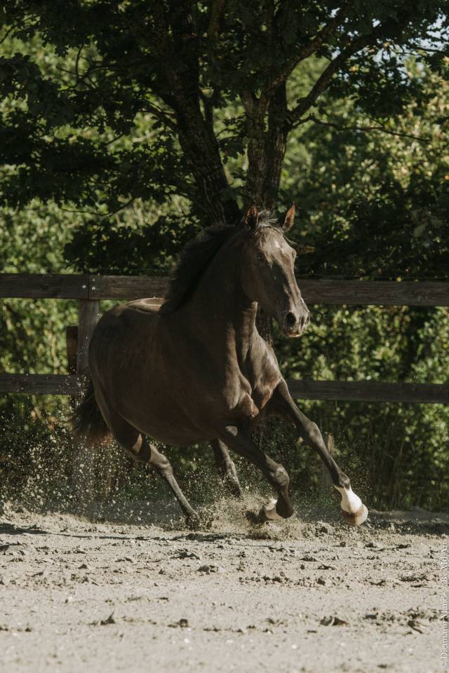 Jument - Lusitanienne - 4 ans - Dressage - France