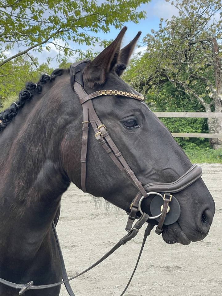 Jument - Lusitanienne - 4 ans - Dressage - France
