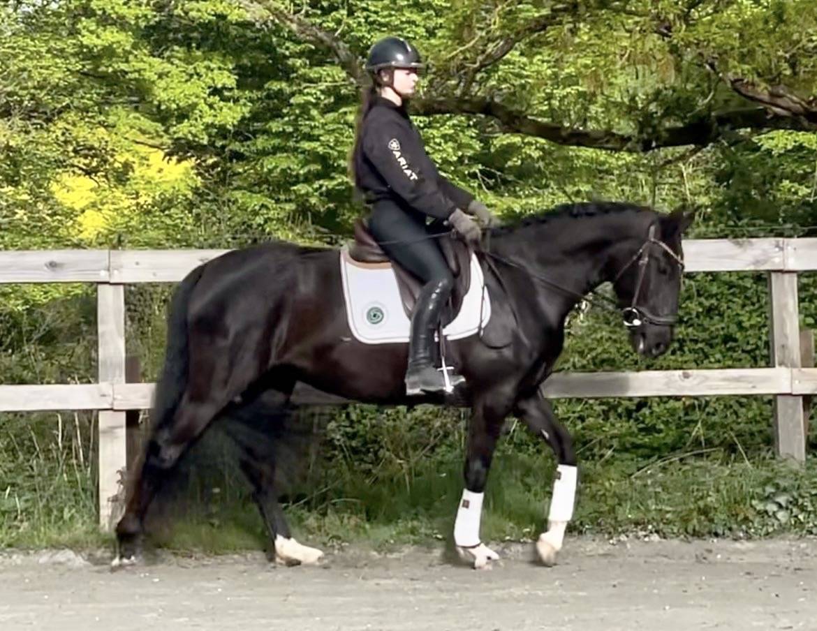 Jument - Lusitanienne - 4 ans - Dressage - France