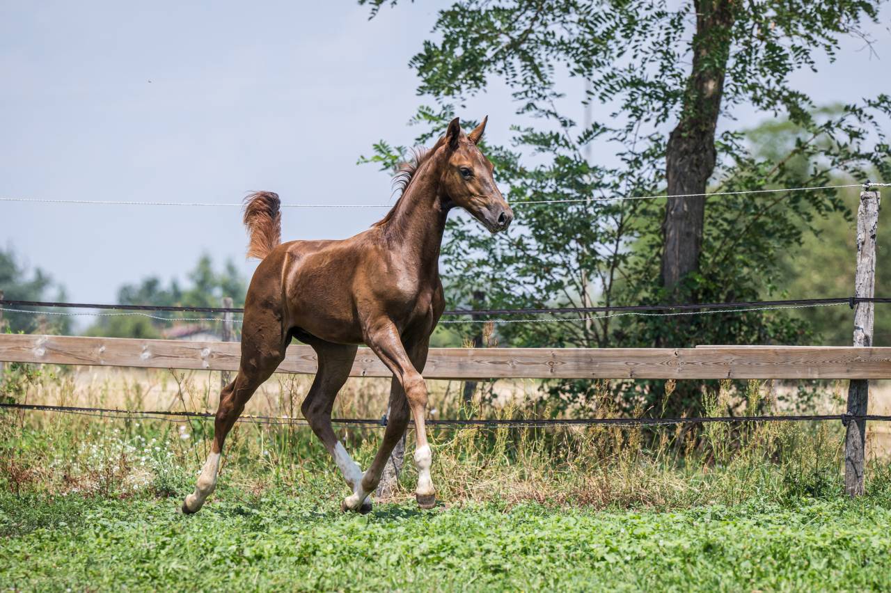 Superbe foal