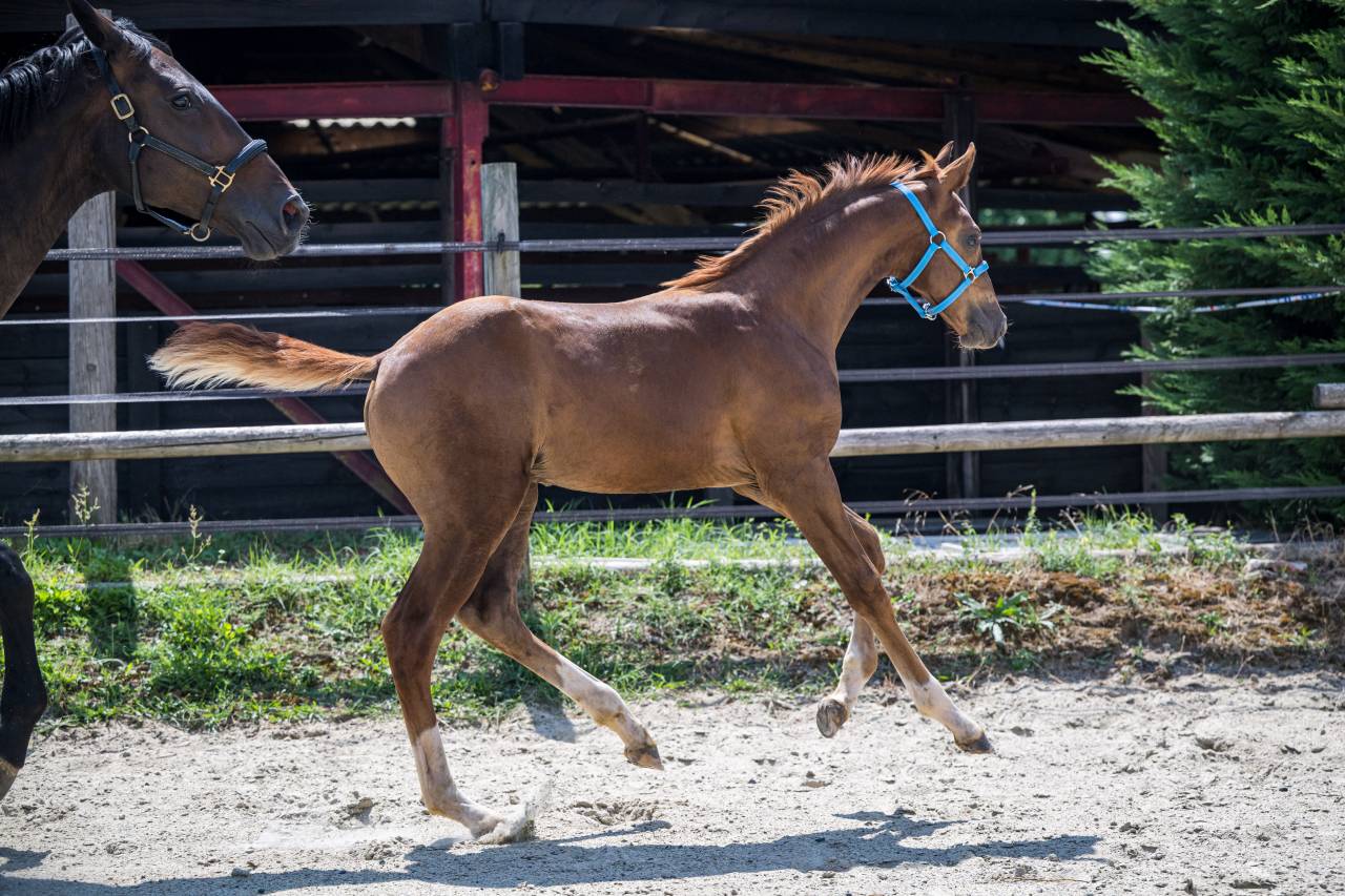 Superbe foal