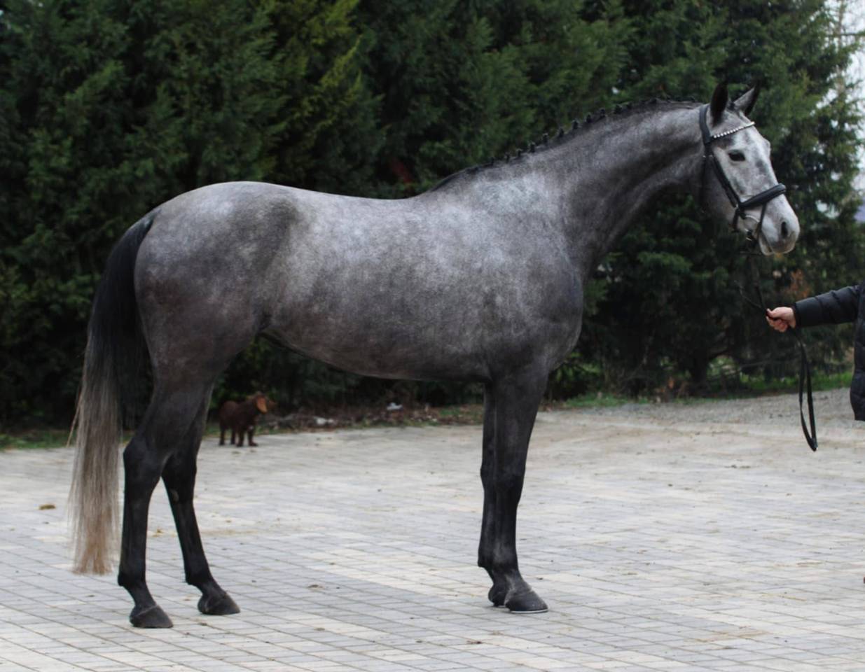 ✨ &Agrave; vendre &ndash; Jument hongroise de 6 ans