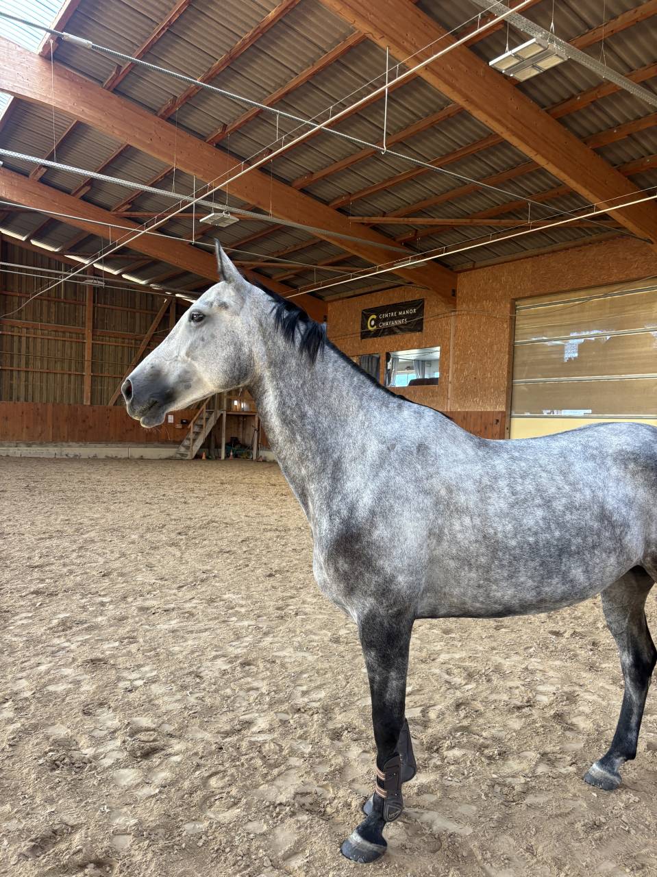 ✨ &Agrave; vendre &ndash; Jument hongroise de 6 ans