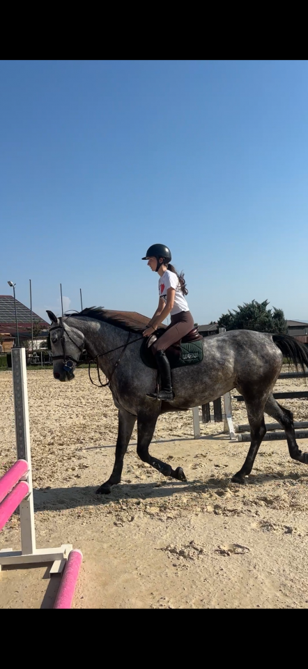 ✨ &Agrave; vendre &ndash; Jument hongroise de 6 ans