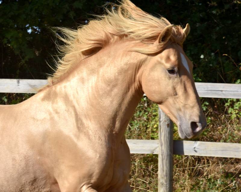 Sueno Carthago Etalon PRE double pearl 6 ans