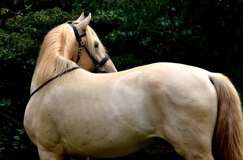Sueno Carthago Etalon PRE double pearl 6 ans