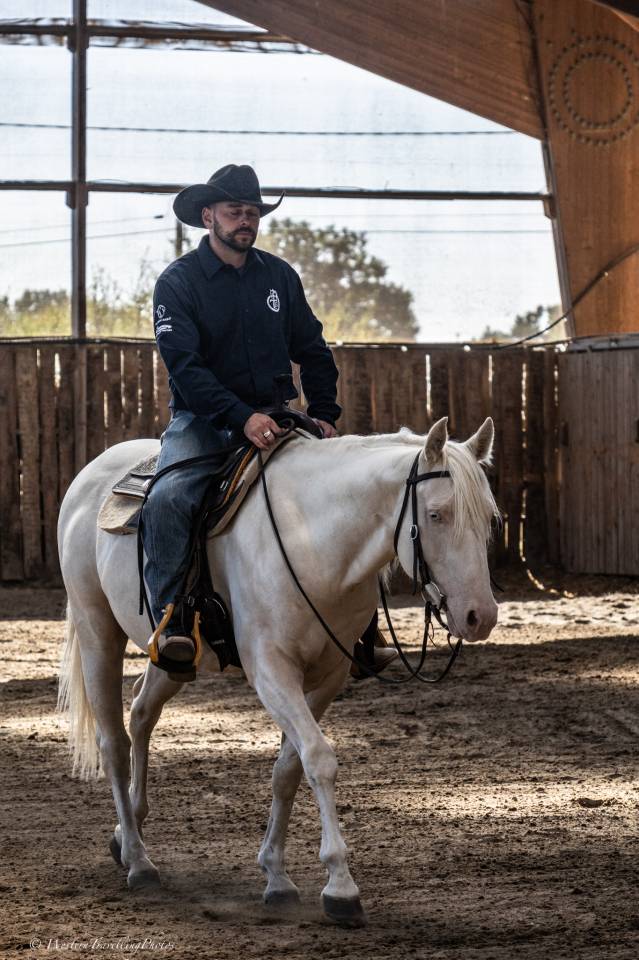 Hongre Quarter Horse AQHA Cr&egrave;me&mdash; Memphis du TR (5 ans)