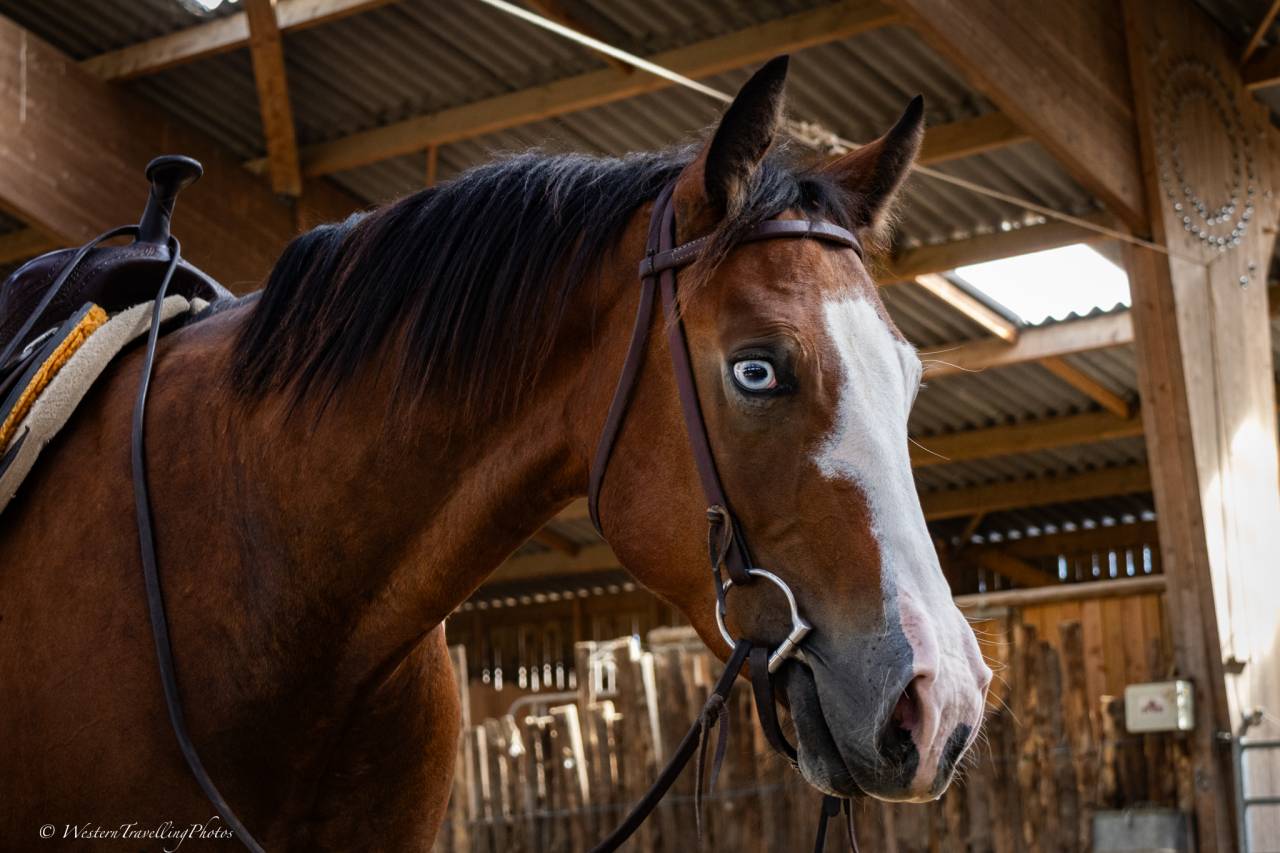 Hongre Quarter Horse AQHA &mdash; TR BUENO MAGIC BAR