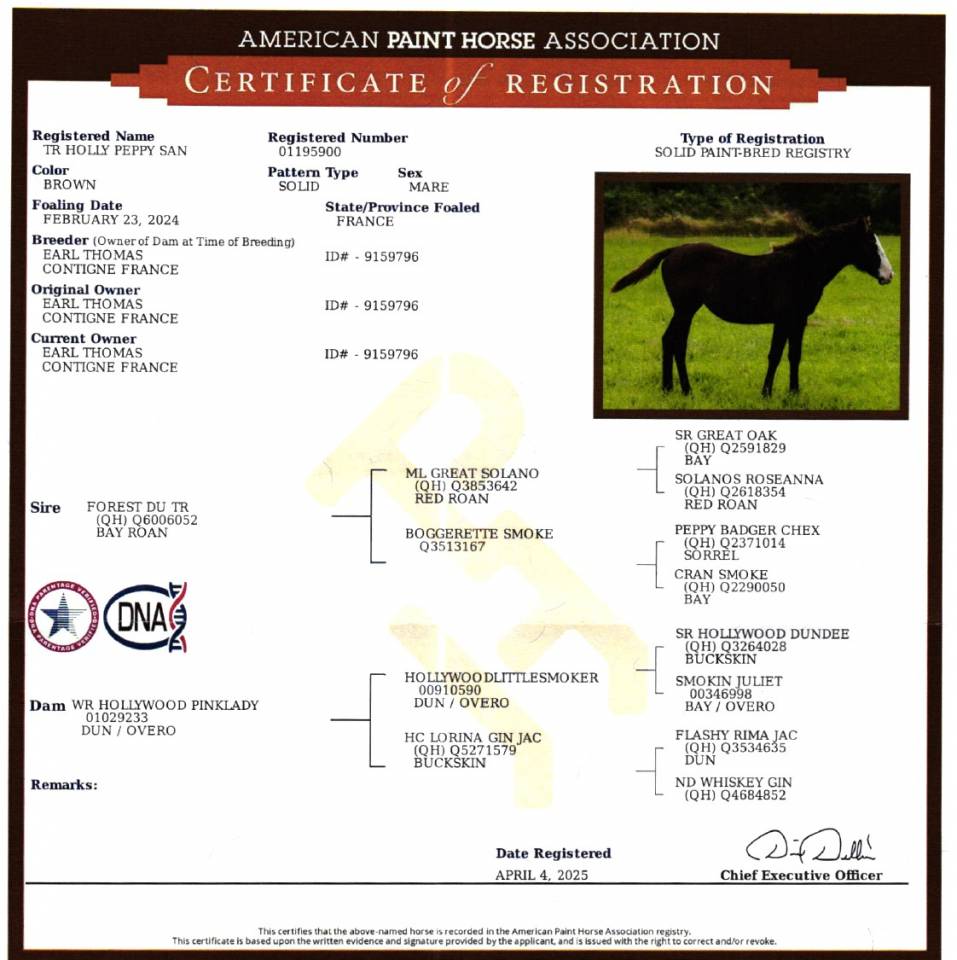 Jument Paint Horse APHA &mdash; TR HOLLY PEPPY SAN (2 ans)