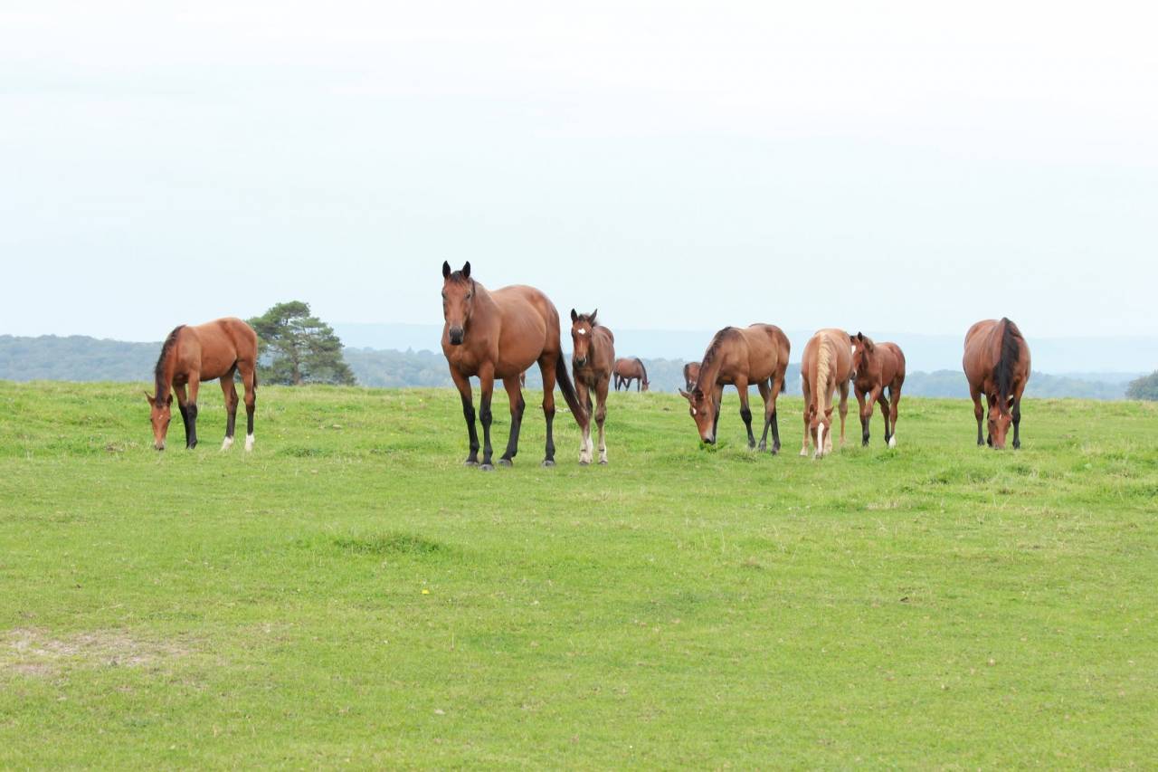  ? &Agrave; LA RECHERCHE DE VOTRE FUTUR CHEVAL DE SPORT ?
