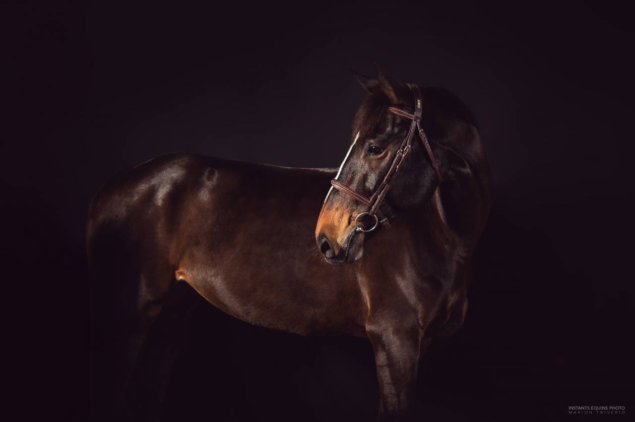 Jument de CSO de 9 ans