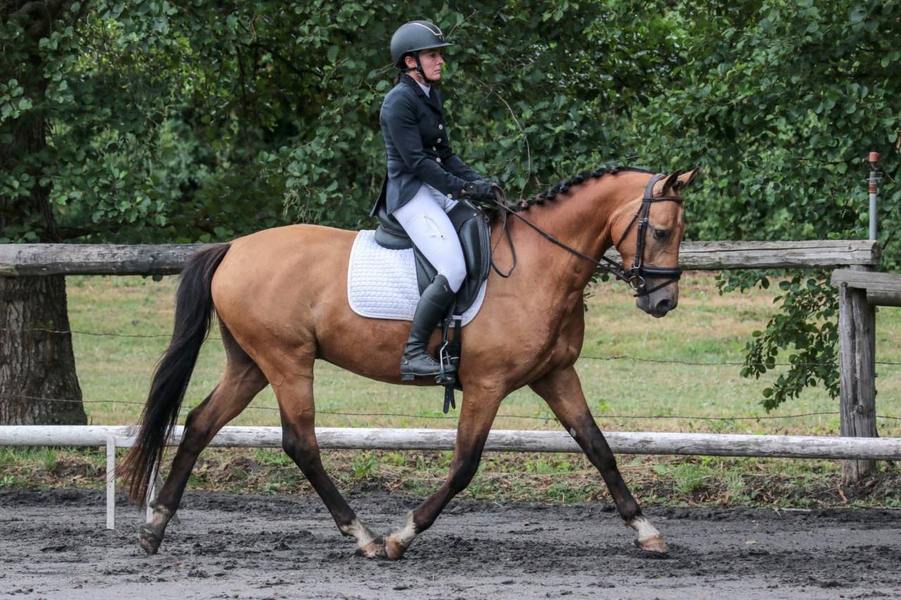 Hongre - OC - 5 ans - Dressage / CSO / Hunter - France
