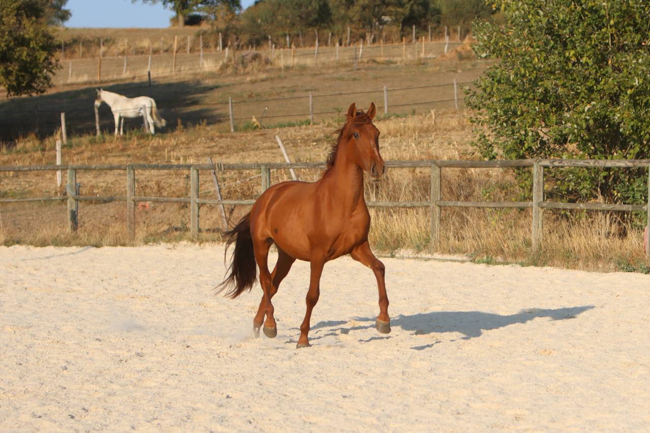 Poulain PRE Pure Race Espagnole Alezan 2024