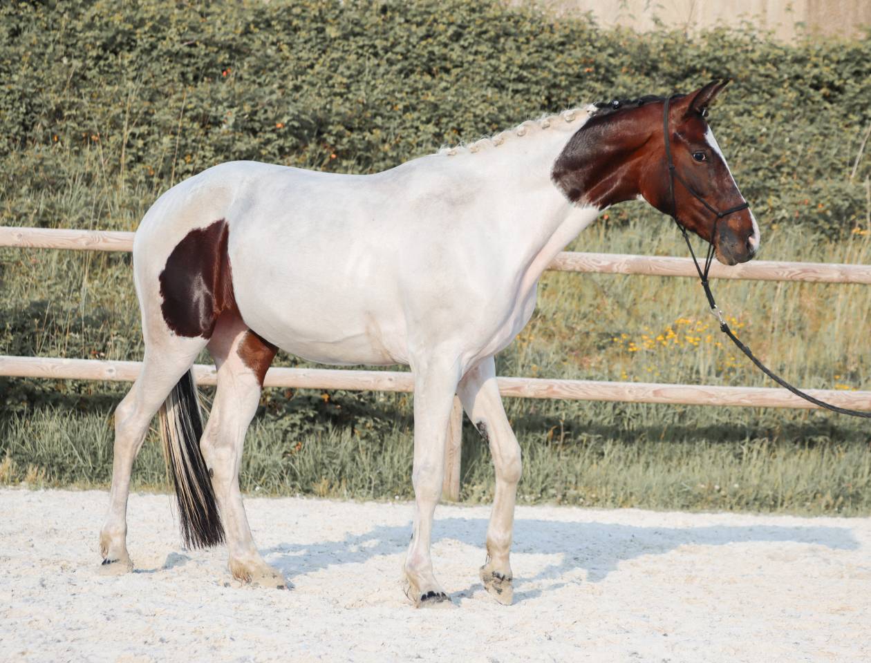 Poulini&egrave;re KWPN Tobiano par For Ferrero 