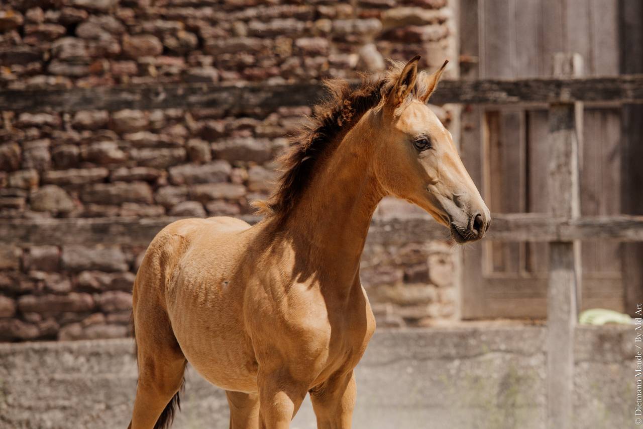POULICHE - LUSITANIENNE - 5 MOIS - DRESSAGE - FRANCE