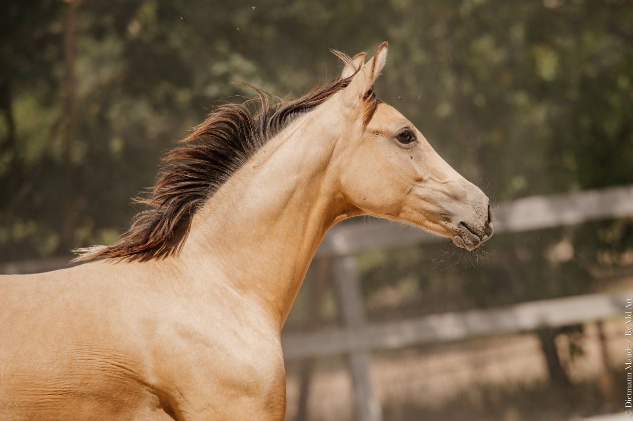 POULICHE - LUSITANIENNE - 8 MOIS - DRESSAGE - FRANCE