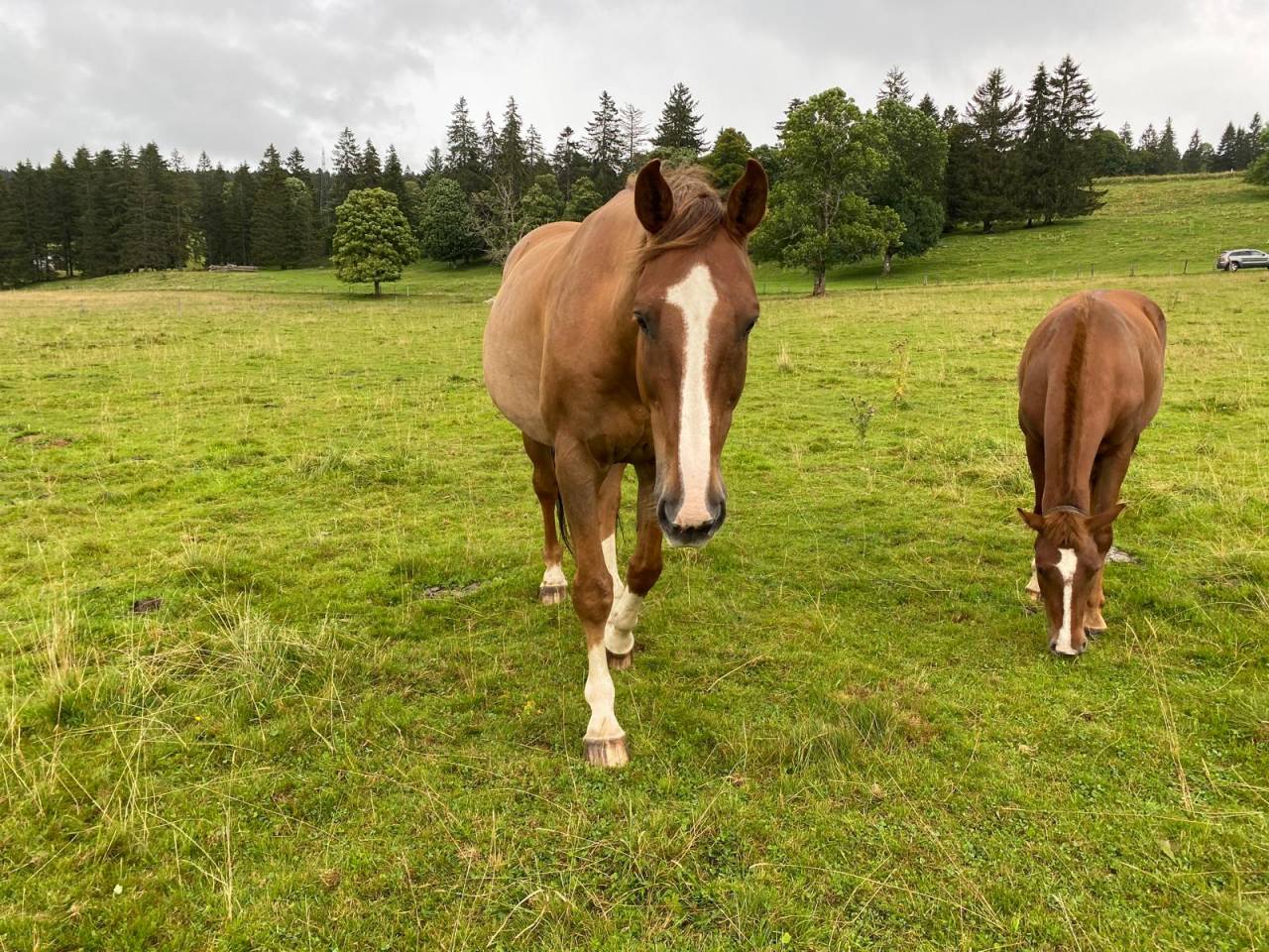 Blue et Tekoa cherchent leur nouvelle famille 