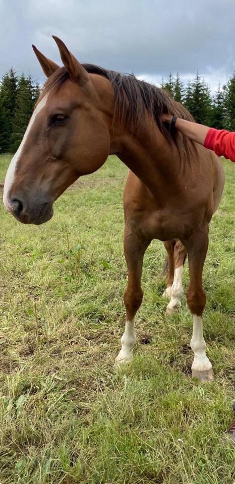 Blue et Tekoa cherchent leur nouvelle famille 