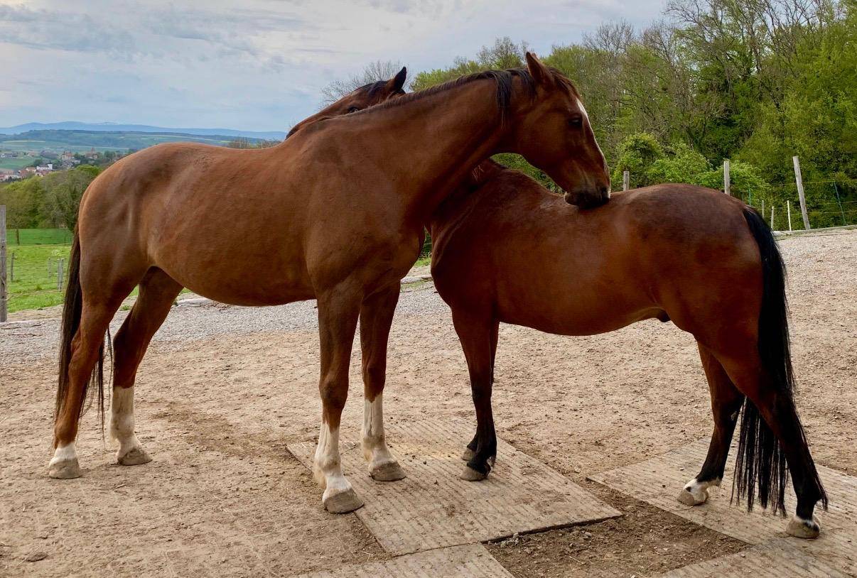 Blue et Tekoa cherchent leur nouvelle famille 