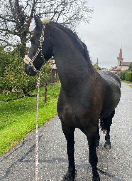 Farou - 2 frisons &agrave; vendre, si possible ensemble