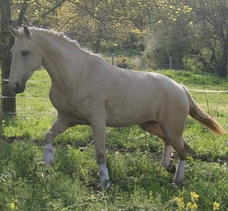 Lusitanien pouliche