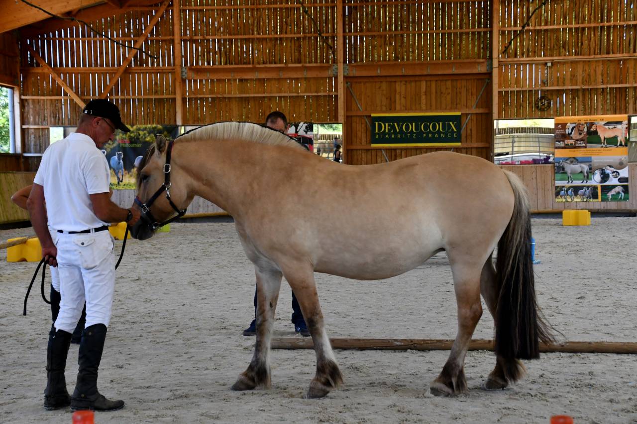 Jument - Fjord - 8 ans - Dressage / Loisir - France
