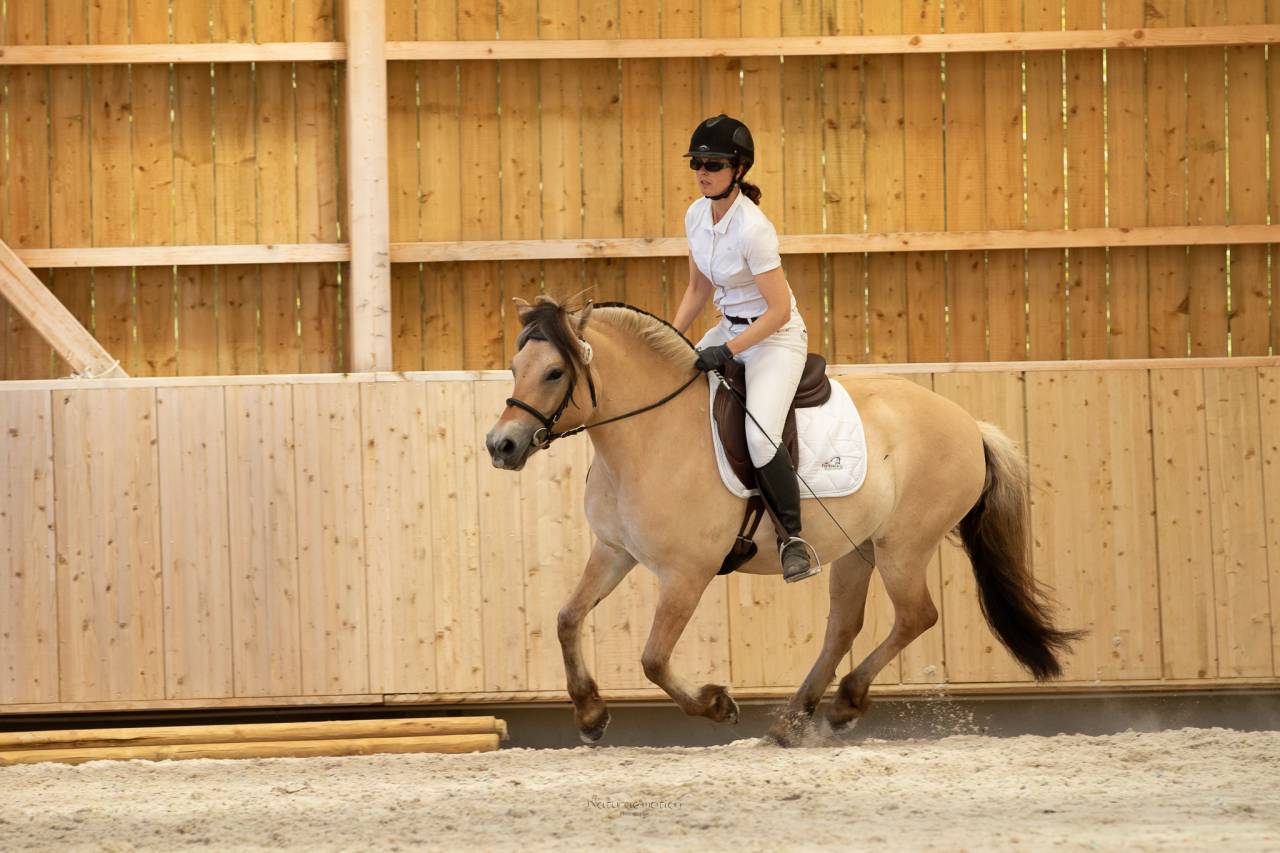 Jument - Fjord - 8 ans - Dressage / Loisir - France