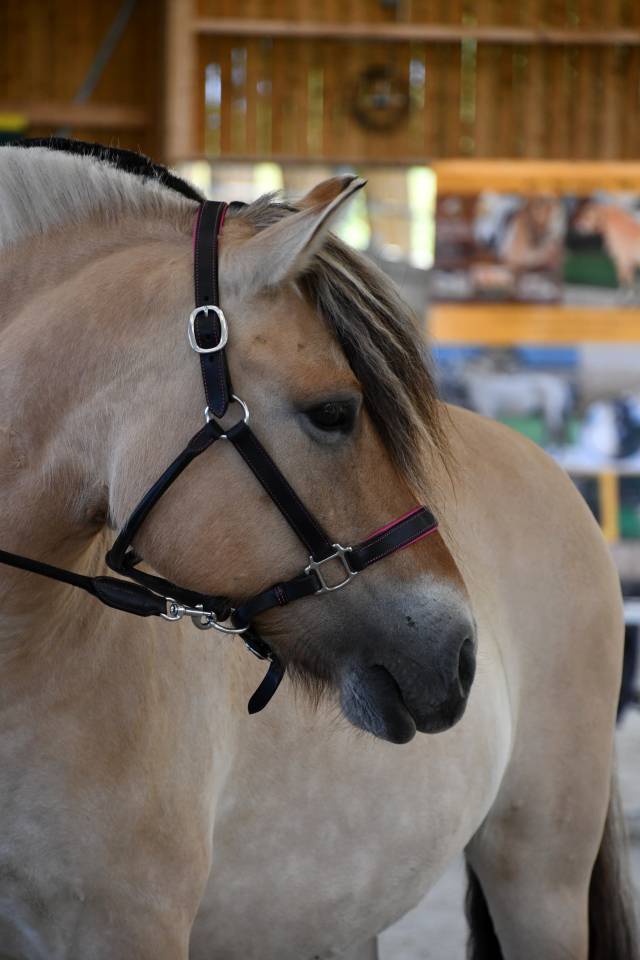 Jument - Fjord - 8 ans - Dressage / Loisir - France